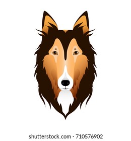 Isolated colorful head and face of scottish shepherd, collie, sheltie, sheepdog on white background. Line color flat cartoon breed dog portrait.