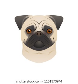 Isolated colorful head of pug dog, mops on white background. Flat cartoon breed dog portrait.