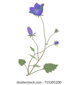 Isolated colorful illustration of a bluebell flower. Delicate floral wild summer motif. 