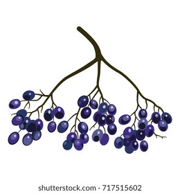 Isolated colorful image of a cluster of elder tree berries.