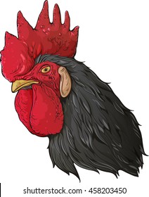 Isolated colorful image of cocks head with  black feathers.