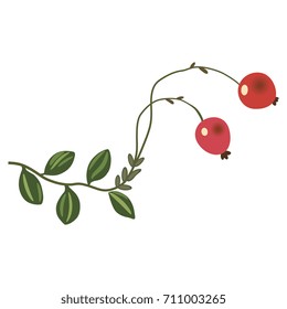 Isolated colorful image of cranberry plant. Delicate floral motif.