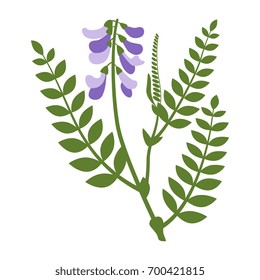 Isolated colorful image of a stylized meadow plant vicia. Simple floral motif.