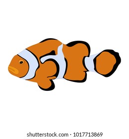 Isolated colorful "Orange Clownfish" (or Percula Clownfish, Amphiprion Percula) cartoon - Eps10 vector graphics and illustration