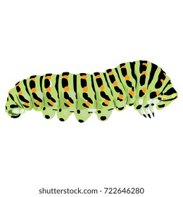 Isolated colorful vector illustration of a caterpillar of black swallowtail butterfly. Papilio polyxenes.