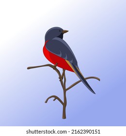 Isolated colourful small bird sitting on a tree branch vector 