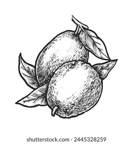 Isolated common guava plant. Vector tropical and exotic fruit. Hand drawn vegetarian or vegan salad ingredient. Natural and organic dessert. Tropic vitamin garden harvest. Agriculture and botany