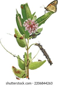 Isolated Common Milkweed (Asclepias syriaca) Plant with Seed Pods, Flower, Monarch and Insects 