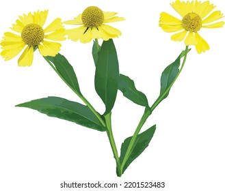 Isolated Common Sneezeweed (Helenium autumnale) Wetland Wildflower with Flower and Leaves