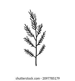 Isolated coniferous twig. Vector illustration of twig spruce on white background.