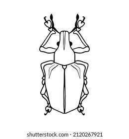 Dibujo aislado de un escarabajo sobre un fondo blanco. Estilo Doodle. Un elemento de diseño.
