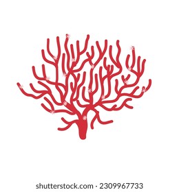 Isolated coral on white background