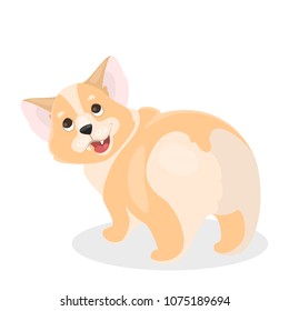 Isolated corgi dog. Funny cartoon domestic animal.