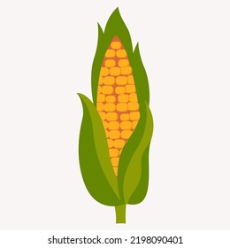 Isolated corn cob icon. Vegetable icon Vector illustration.
