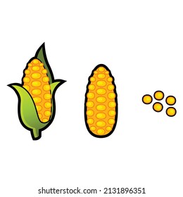 isolated corn on white background, vector illustration