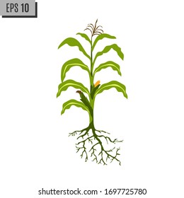 Isolated corn stalks and roots on white background