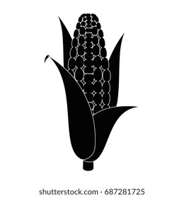 isolated corn vegetable