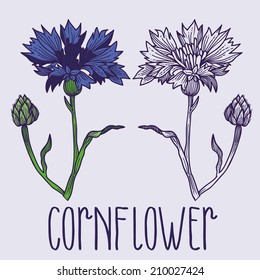 Isolated cornflower