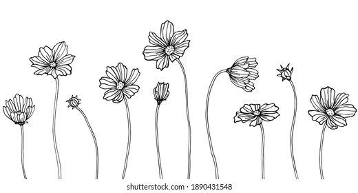 Isolated cosmea illustration element. Spring wildflower isolated. Black and white engraved ink art. 