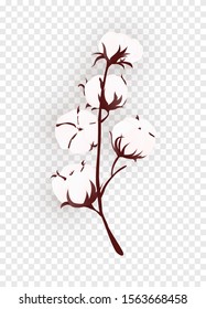 Isolated Cotton Plant Branch On Transparent Background. Realistic Bio Flower. Vector Illustration