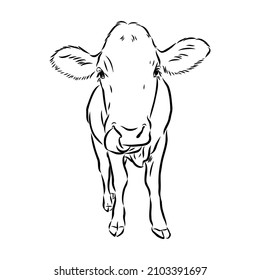 Isolated cow eating grass on a white background. Black and white sketch line silhouette vector illustration.