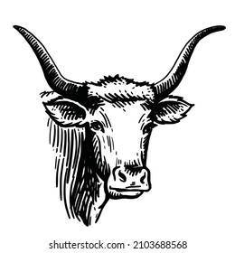 Isolated cow head on white background, vector sketch