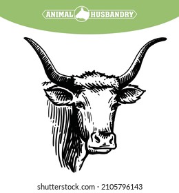 Isolated cow head on white background, vector sketch