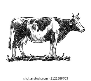 Isolated cow on white background, animal husbandry, handmade sketch.