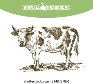 Vaca aislada sobre fondo blanco, cría de animales, boceto hecho a mano.