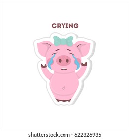 Isolated Crying Pig Sits On White Background.