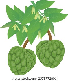 isolated custard apple on white background vector design