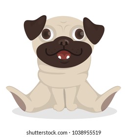 Isolated cute baby pug on white background.