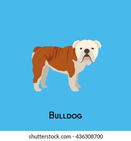 Isolated cute bulldog on a blue background