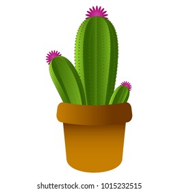 Isolated cute cactus
