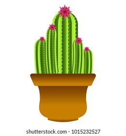 Isolated cute cactus