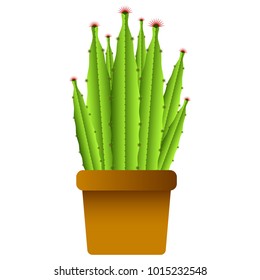 Isolated cute cactus