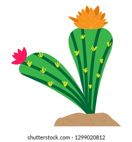 Isolated cute cactus with flowers. Vector illustration design