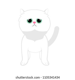 Isolated cute cat