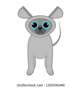 Isolated cute cat