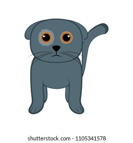 Isolated cute cat