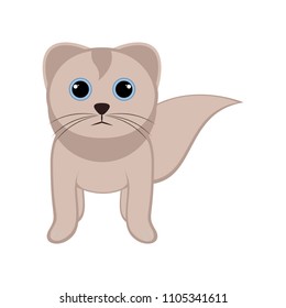 Isolated cute cat