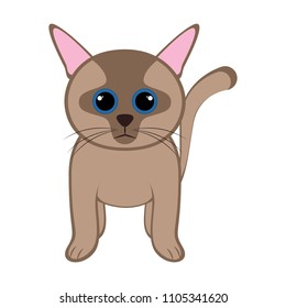 Isolated cute cat