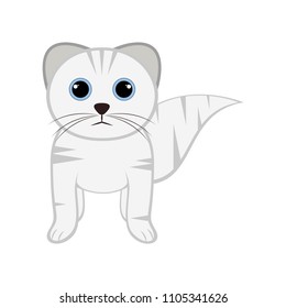 Isolated cute cat