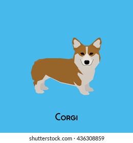 Isolated cute corgi on a blue background