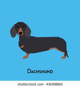 Isolated cute dachshund on a blue background
