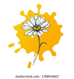 Isolated cute daisy flower on paint ink background. Hand draw chamomile. Yellow white floral marquerite in simple flat style on whire background. Vector printable Illustration