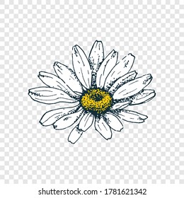 Isolated cute daisy head flower. Hand draw chamomile. Yellow white floral marquerite in simple flat style on transparent background. Vector printable Illustration