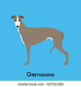 Isolated cute greyhound on a blue background