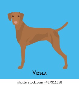 Isolated cute Vizsla on a blue background