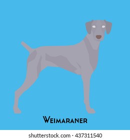 Isolated cute Weimaraner on a blue background